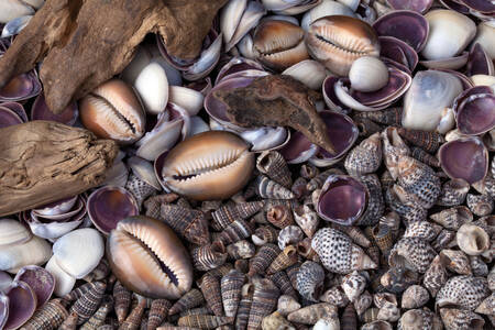 Tengeri kagylók a tengerparton