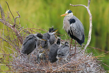 Gray heron family