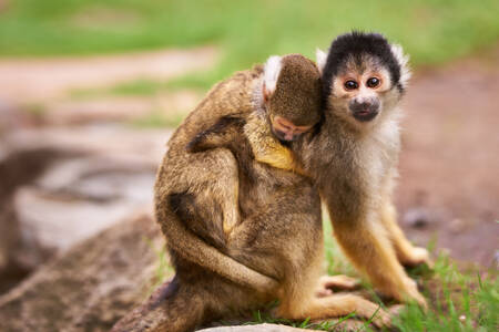Μαϊμού με μωρό