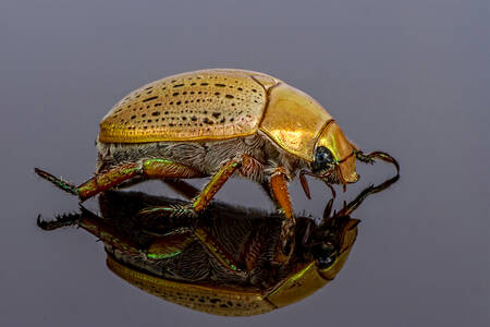 Златен бръмбар
