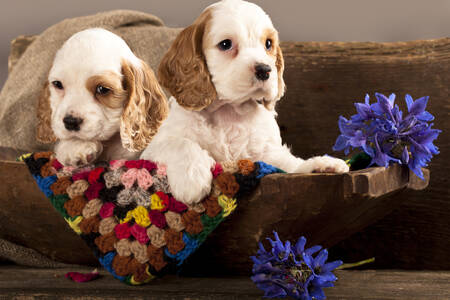 Cachorros de Cocker Spaniel