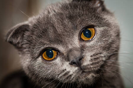 Chaton aux oreilles pliées