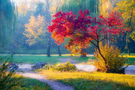 Autumn trees in the park