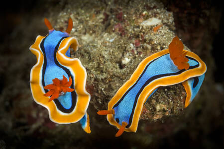 Sea slugs