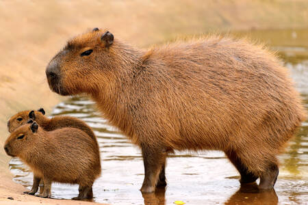 Capibara y dos crías