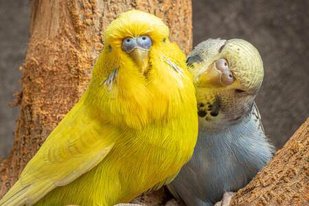 Yellow and blue parrots