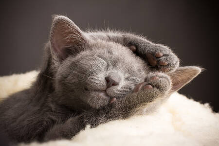 Kitten on a white pillow