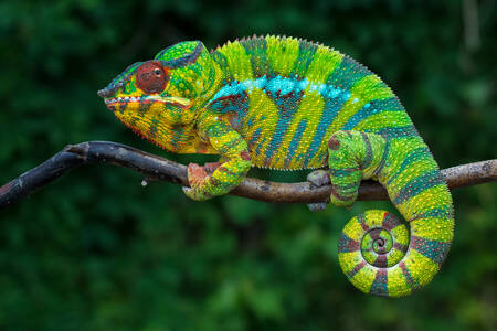 Pantherchameleon