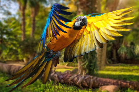 Macaw parrot in flight