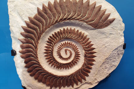 Ammonite imprint