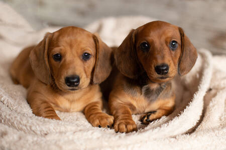 Chiots teckels sur une couverture