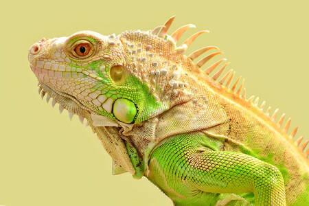 Portrait of a green iguana