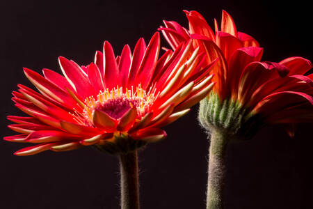 Siyah arka planda kırmızı gerberalar