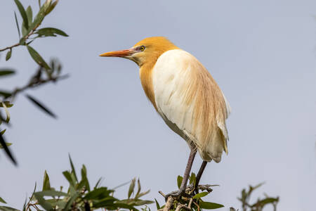 Чапля на гілці