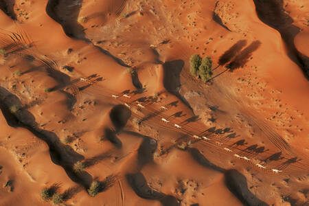 Vista aérea de árboles en el desierto