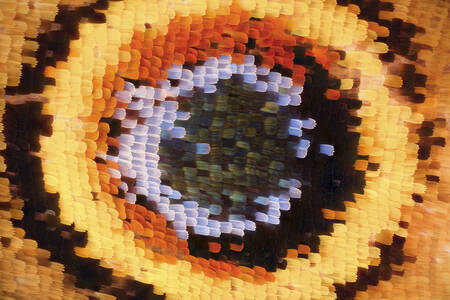 Sisik sayap kupu-kupu