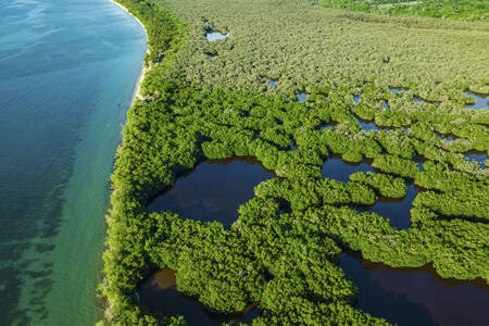 Aerial view of mangrove forests