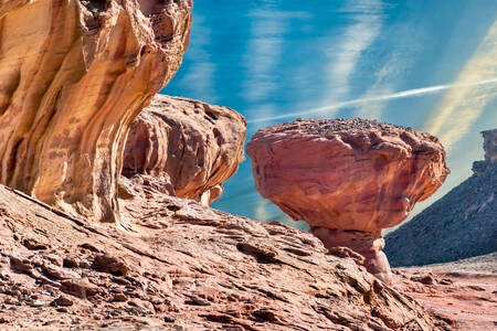 팀나 계곡의 돌버섯