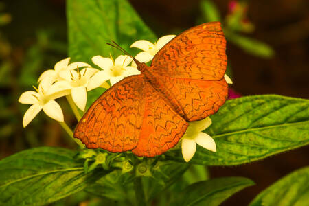 Papillon orange vif