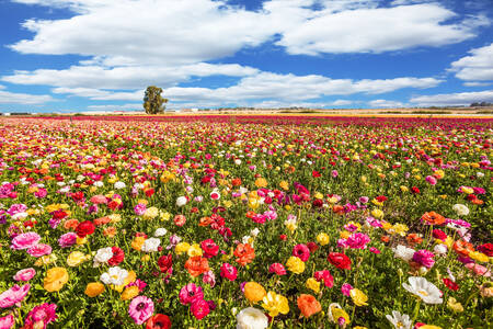 A field of ranunculus