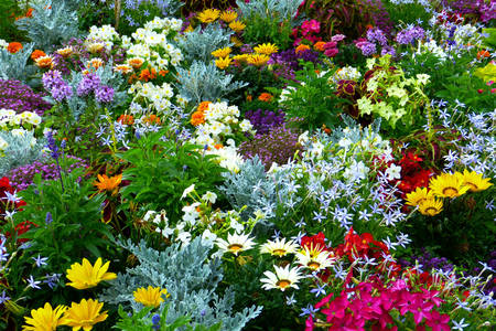 Сад с разными цветами