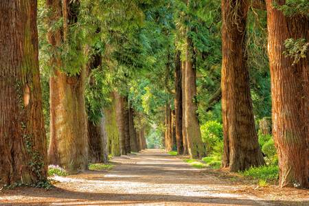 Road in the park