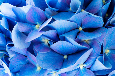 Голубая Hydrangea