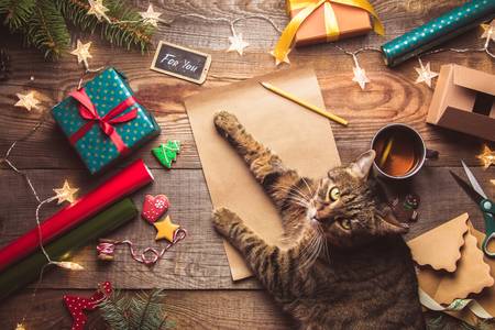 Γάτα σε χριστουγεννιάτικα δώρα