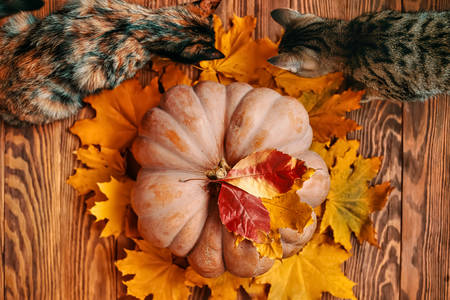 Cats near pumpkin