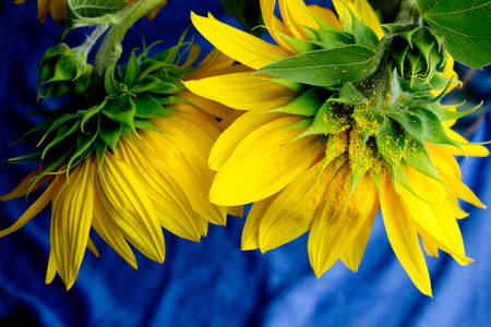 Sonnenblumen auf einem blauen Hintergrund