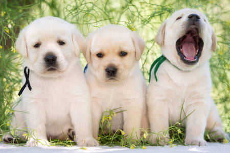 Three puppies