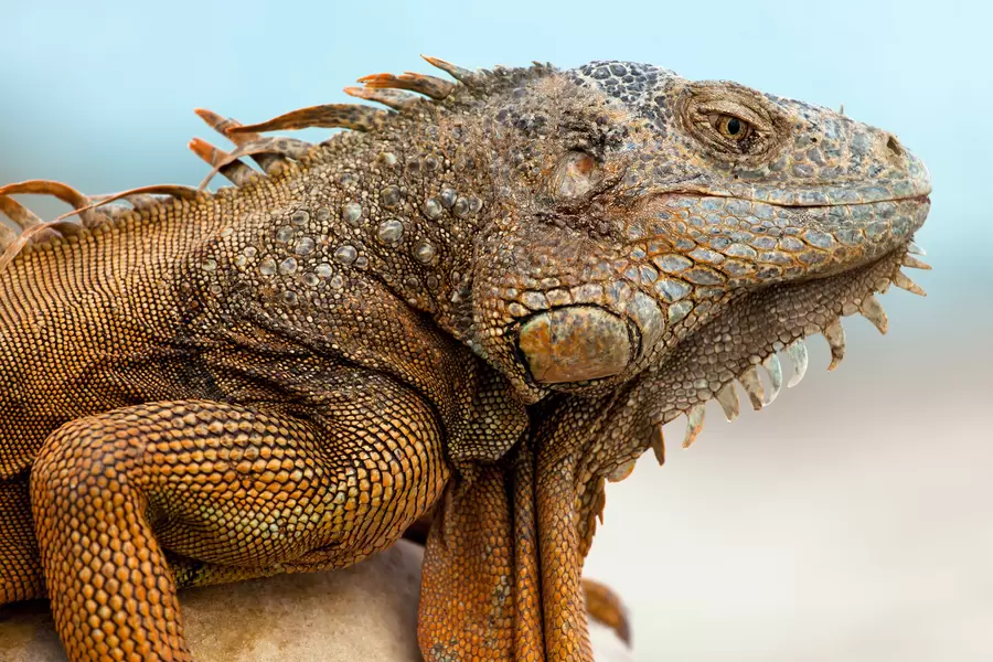 Iguana