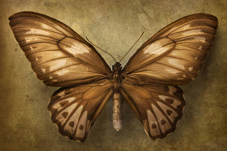 Hnedý motýľ