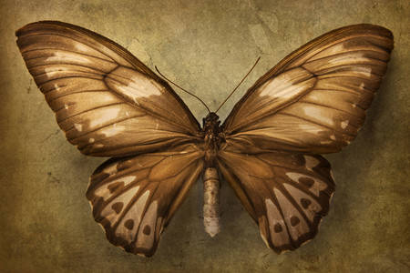 Mariposa marrón