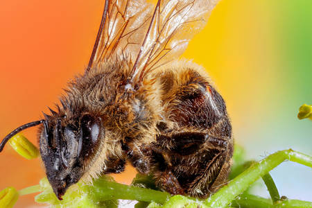 Дикая пчела