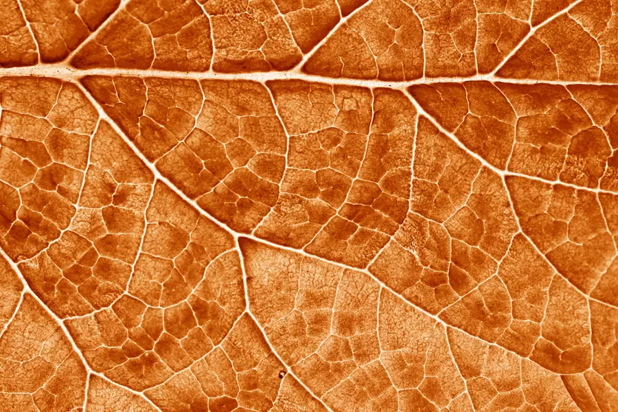 Beautiful texture