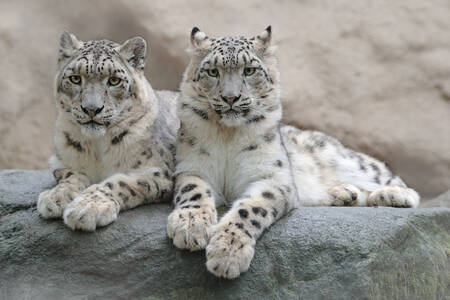 Sněžní leopardi
