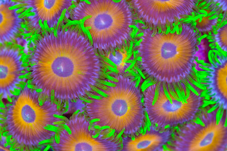 Corais de anêmona do mar
