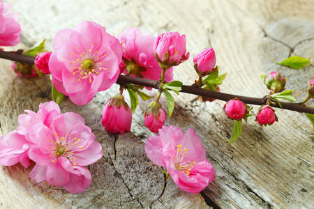 Flores de sakura