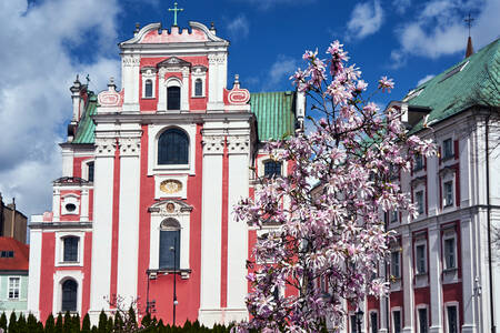 Magnolia voor de kerk in Poznan