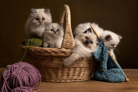 Gatitos en una canasta de hilos