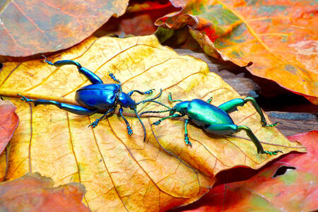 Käfer auf Herbstlaub