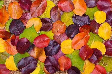 Feuilles d'automne colorées