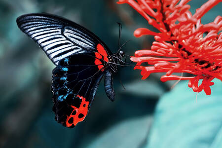 Mariposa negra sobre una flor