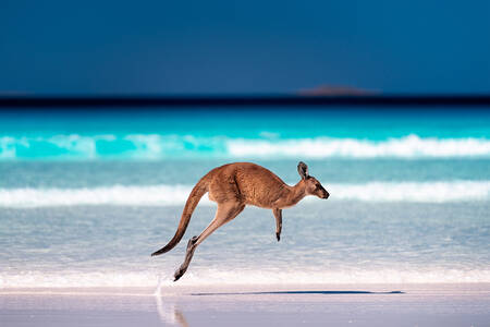 Kangur na plaży
