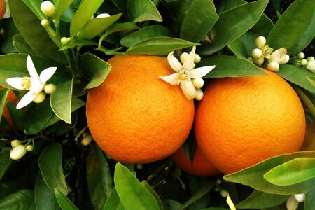 Oranges sur l'arbre