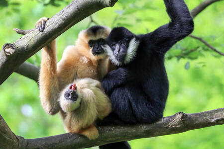Gibbon family