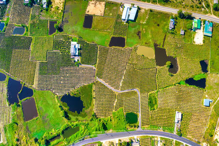 Aerial view of orchards