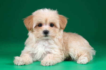 Puppy on a green background