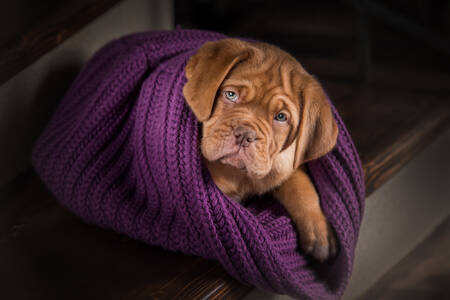 Dogue de Bordeaux puppy in a blanket